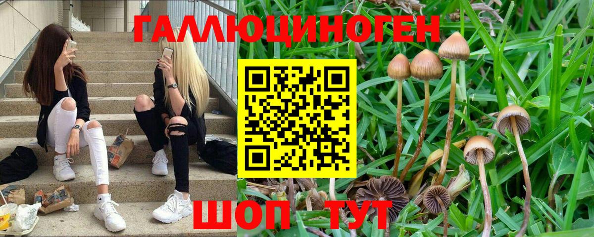 Вичуга  Псилоцибиновые грибы прущие грибы  Вход с VPN  Галлюциногенные грибы Cubensis 